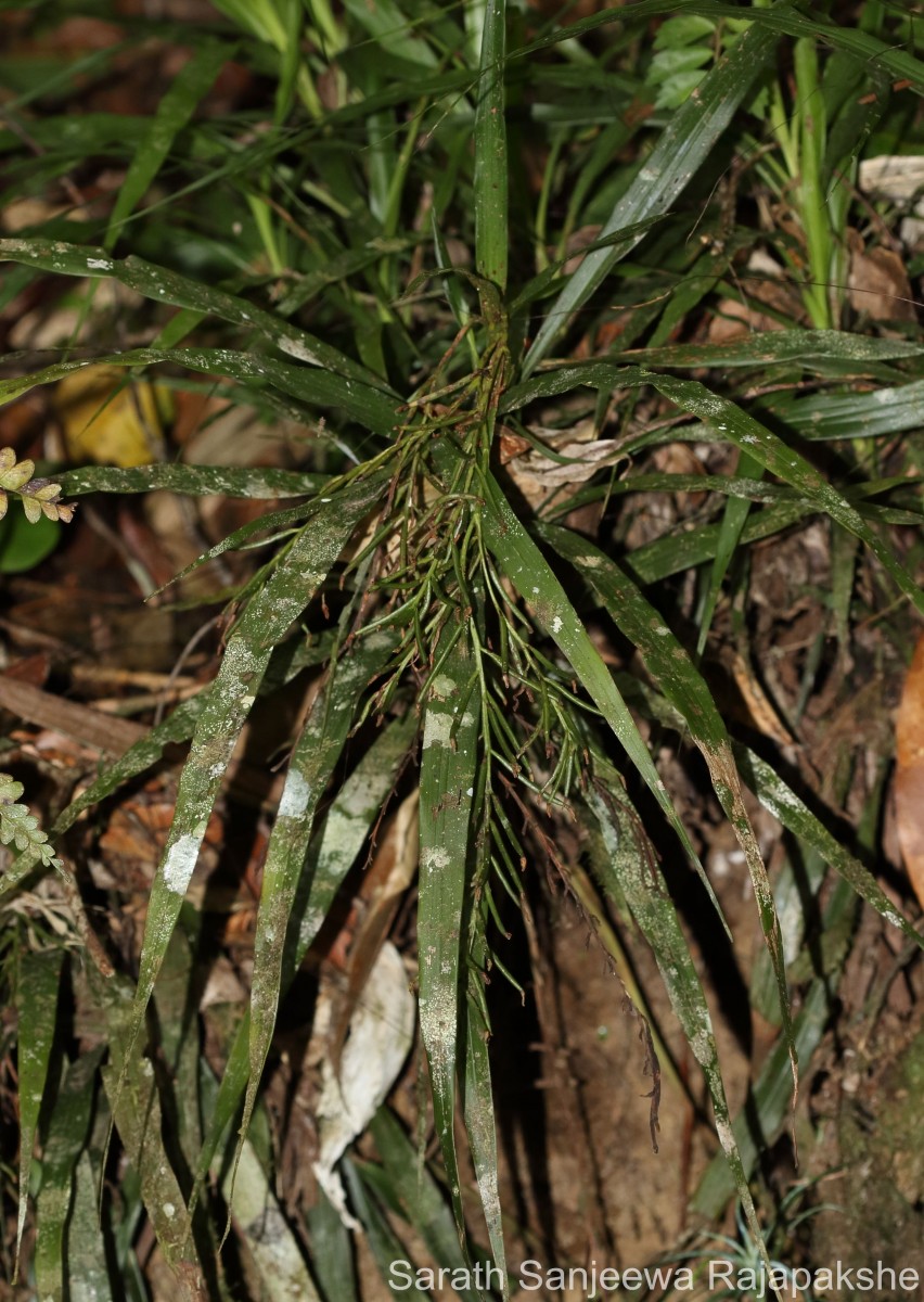Apostasia wallichii R.Br.